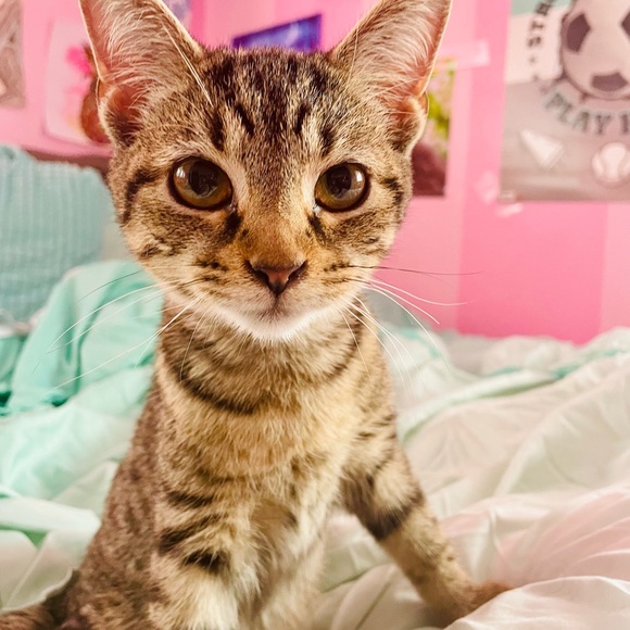 Meet your Posher, Rachel - Picture 1 of 1